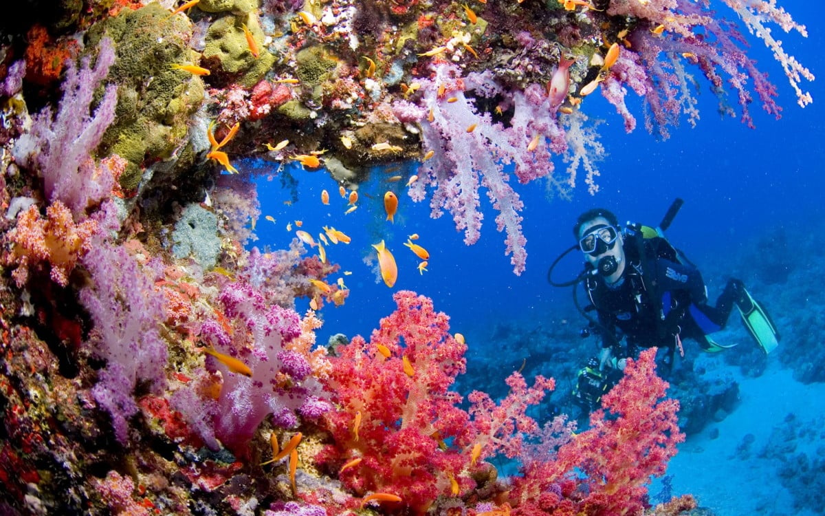 Tubbataha Reef: Surga Bawah Laut di Filipina