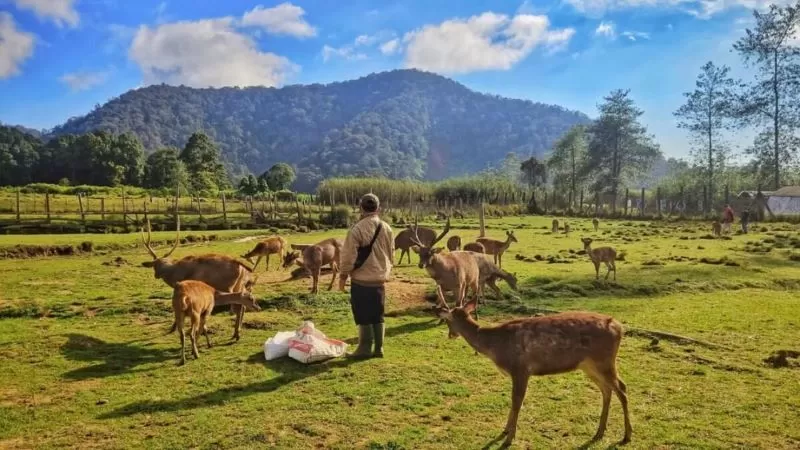 “Keindahan Alam Ranca Upas: Tempat Wisata Tersembunyi di Bandung”