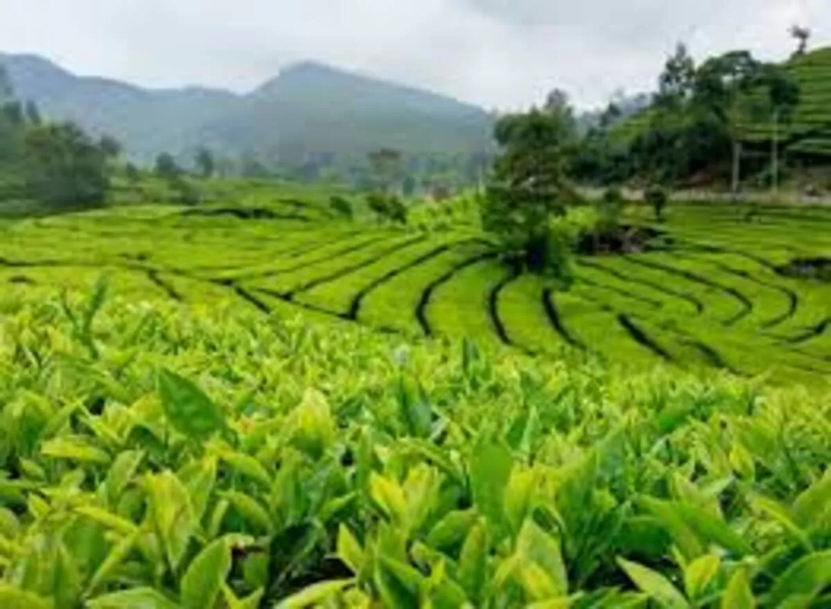 Pesona Kebun Teh Rancabali: Surga Hijau di Bandung
