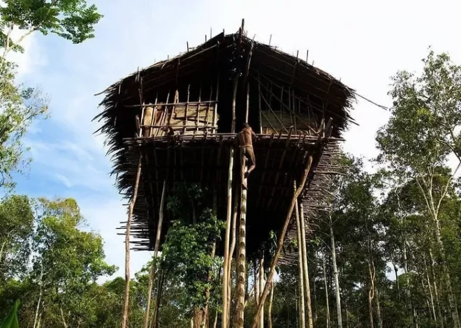Keunikan Rumah Adat Rumah Pohon sebagai Warisan Budaya Indonesia