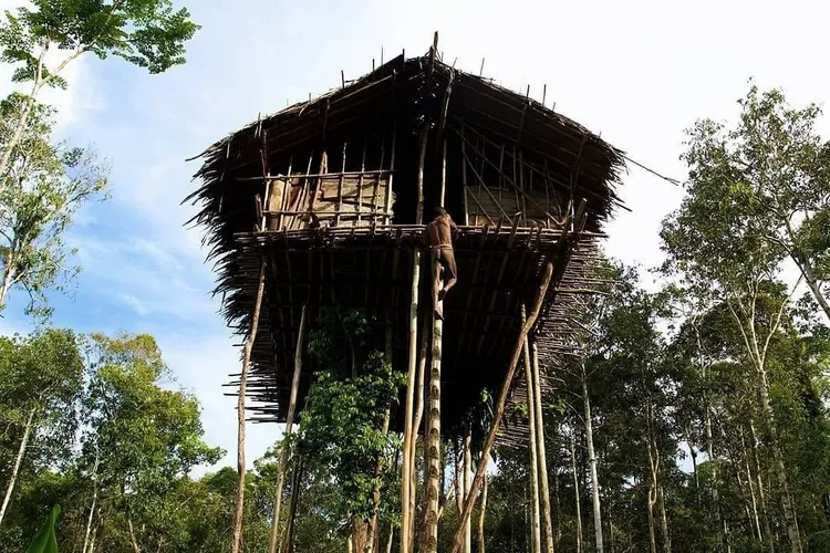 Keunikan Rumah Adat Rumah Pohon sebagai Warisan Budaya Indonesia