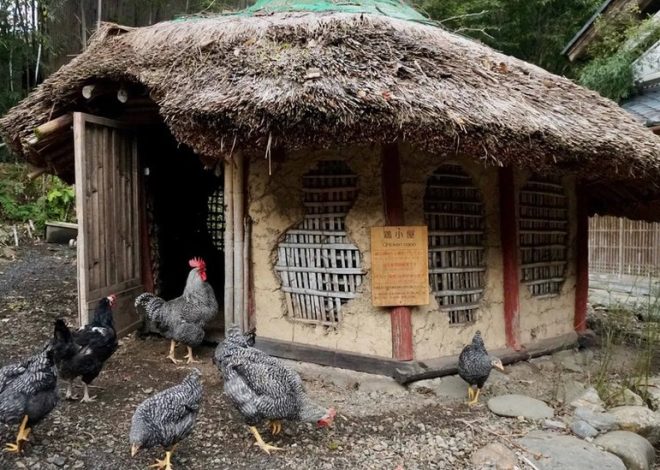 Keunikan Rumah dengan Atap Jerami dan Pesonanya