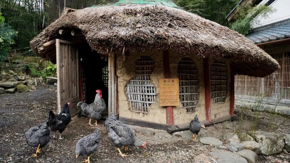 Keunikan Rumah dengan Atap Jerami dan Pesonanya