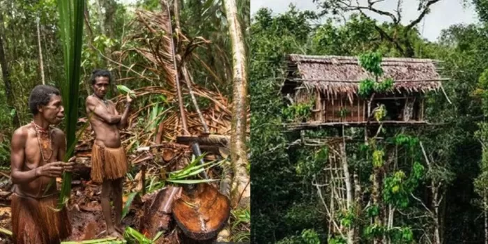 Mengenal Rumah Adat Rumah Pohon: Keunikan dan Arti Budaya